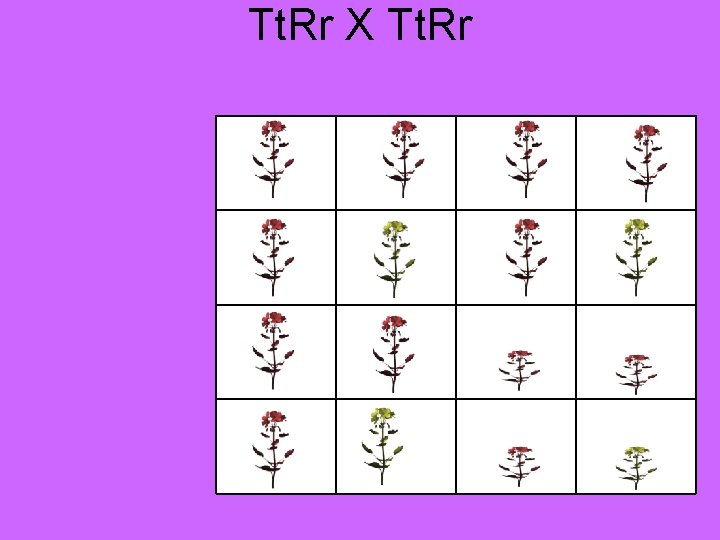Tt. Rr X Tt. Rr 