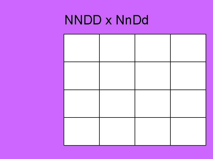 NNDD x Nn. Dd 
