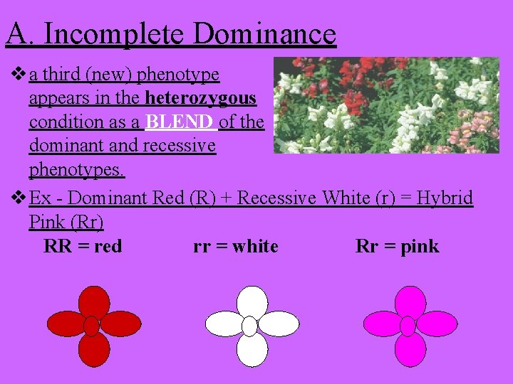 A. Incomplete Dominance v a third (new) phenotype appears in the heterozygous condition as