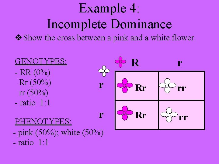 Example 4: Incomplete Dominance v Show the cross between a pink and a white