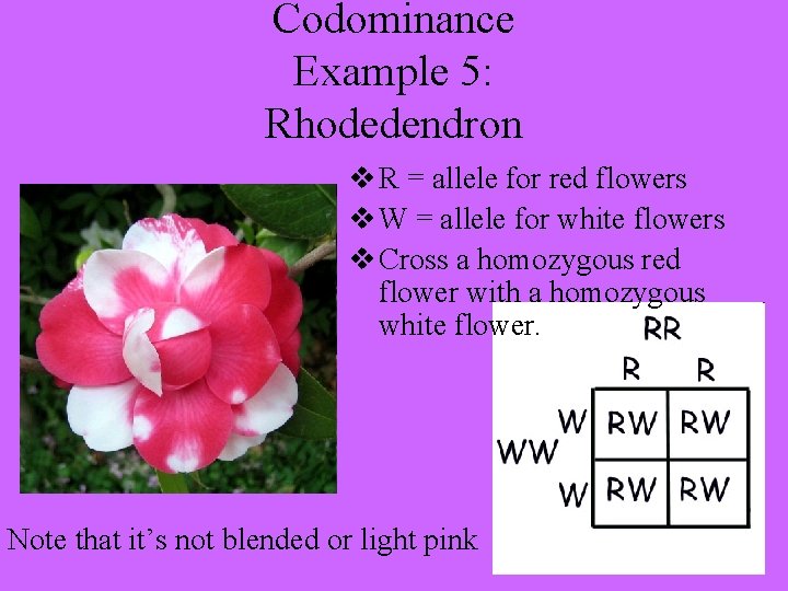 Codominance Example 5: Rhodedendron v R = allele for red flowers v W =