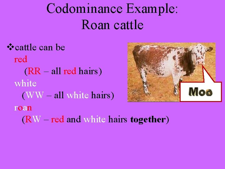 Codominance Example: Roan cattle vcattle can be red (RR – all red hairs) white