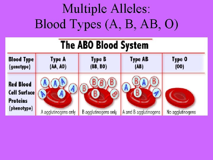 Multiple Alleles: Blood Types (A, B, AB, O) 