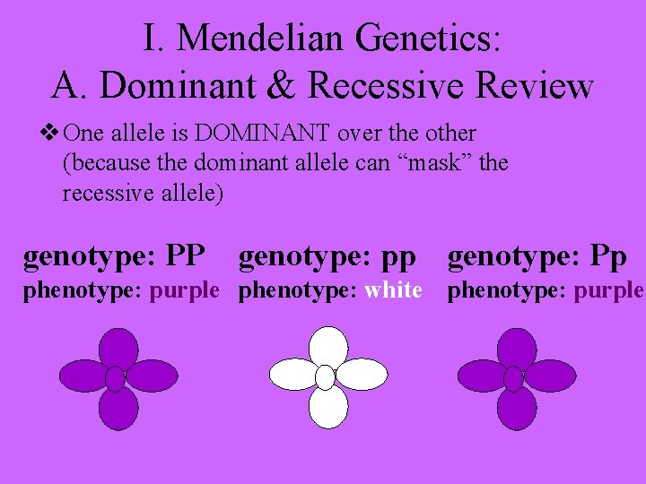 I. Mendelian Genetics: A. Dominant & Recessive Review v One allele is DOMINANT over