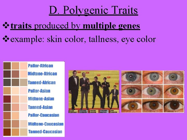 D. Polygenic Traits vtraits produced by multiple genes vexample: skin color, tallness, eye color