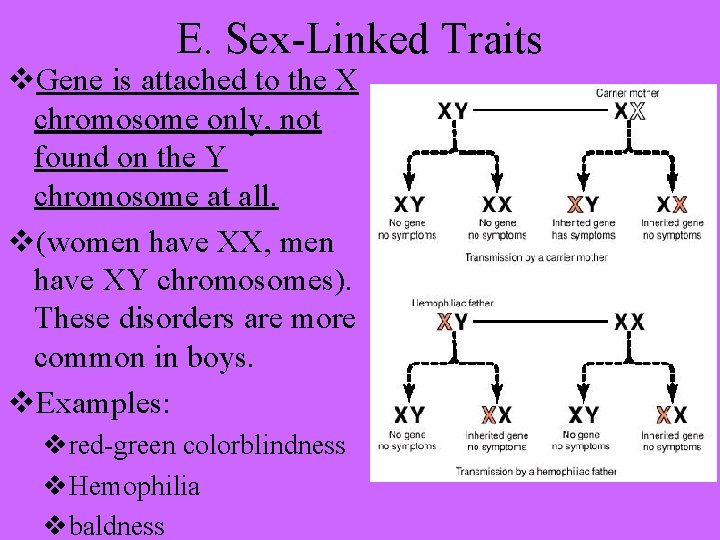 E. Sex-Linked Traits v. Gene is attached to the X chromosome only, not found