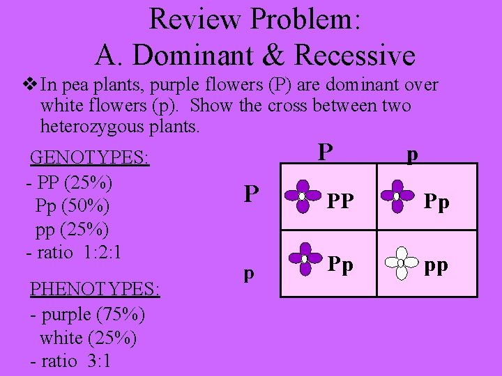 Review Problem: A. Dominant & Recessive v In pea plants, purple flowers (P) are