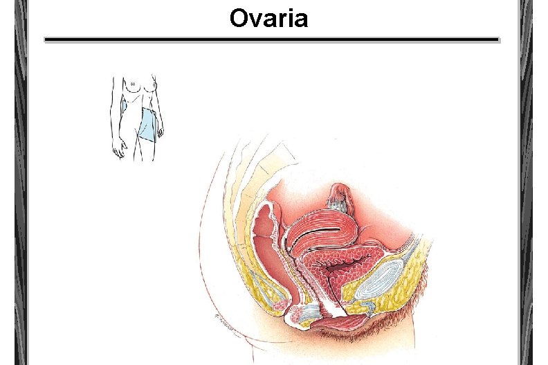 Ovaria 