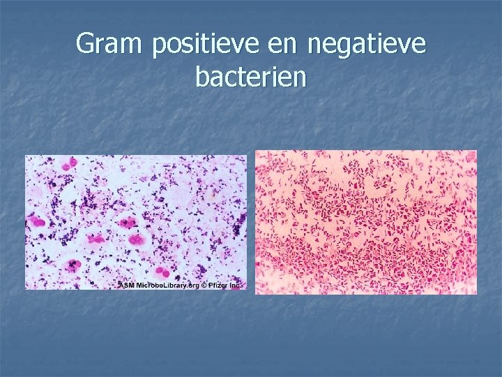 Gram positieve en negatieve bacterien 