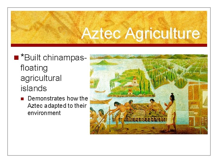 Aztec Agriculture n *Built chinampas- floating agricultural islands n Demonstrates how the Aztec adapted