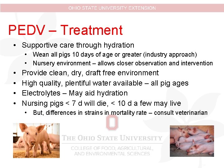 PEDV – Treatment • Supportive care through hydration • Wean all pigs 10 days PEDV – Treatment • Supportive care through hydration • Wean all pigs 10 days