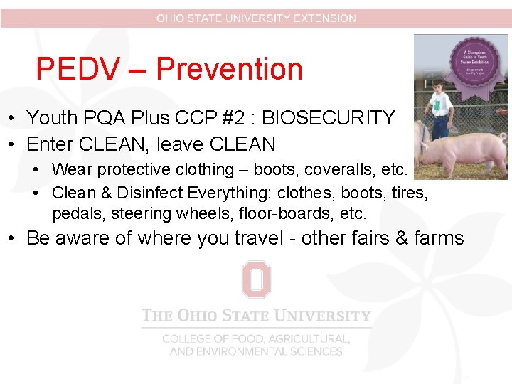 PEDV – Prevention • Youth PQA Plus CCP #2 : BIOSECURITY • Enter CLEAN, PEDV – Prevention • Youth PQA Plus CCP #2 : BIOSECURITY • Enter CLEAN,