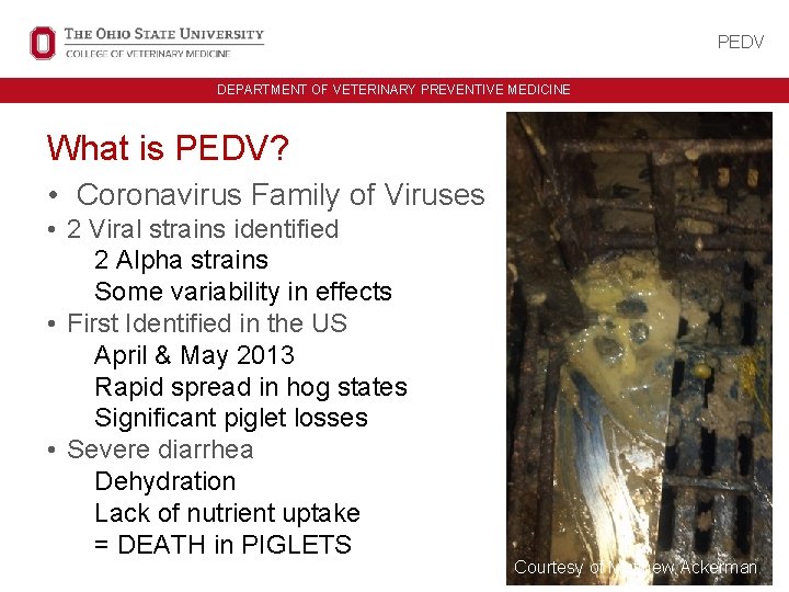 PEDV UNIT ID HERE IN ALL CAPS DEPARTMENT OF VETERINARY PREVENTIVE MEDICINE What is PEDV UNIT ID HERE IN ALL CAPS DEPARTMENT OF VETERINARY PREVENTIVE MEDICINE What is