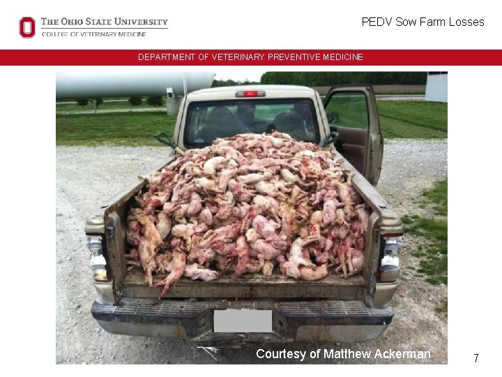 PEDV Sow Farm Losses UNIT ID HERE IN ALL CAPS DEPARTMENT OF VETERINARY PREVENTIVE PEDV Sow Farm Losses UNIT ID HERE IN ALL CAPS DEPARTMENT OF VETERINARY PREVENTIVE