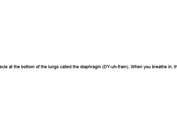 scle at the bottom of the lungs called the diaphragm (DY-uh-fram). When you breathe
