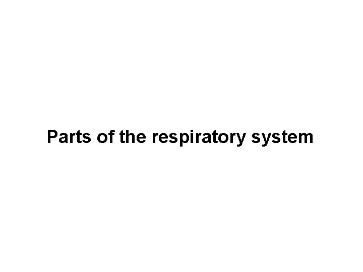 Parts of the respiratory system 