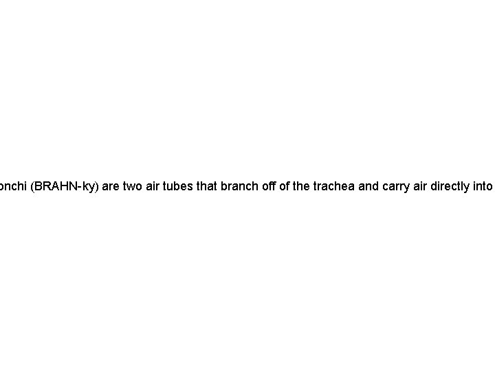 onchi (BRAHN-ky) are two air tubes that branch off of the trachea and carry