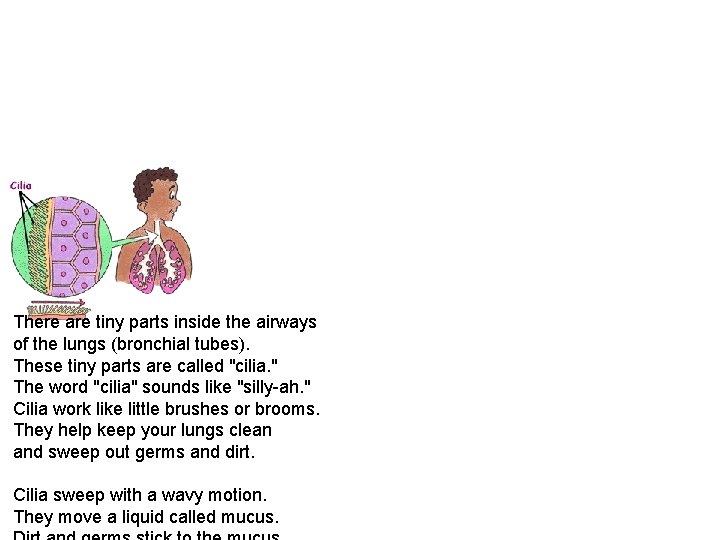 There are tiny parts inside the airways of the lungs (bronchial tubes). These tiny