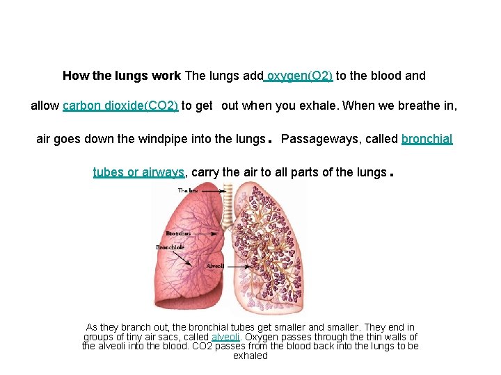 How the lungs work The lungs add oxygen(O 2) to the blood and allow