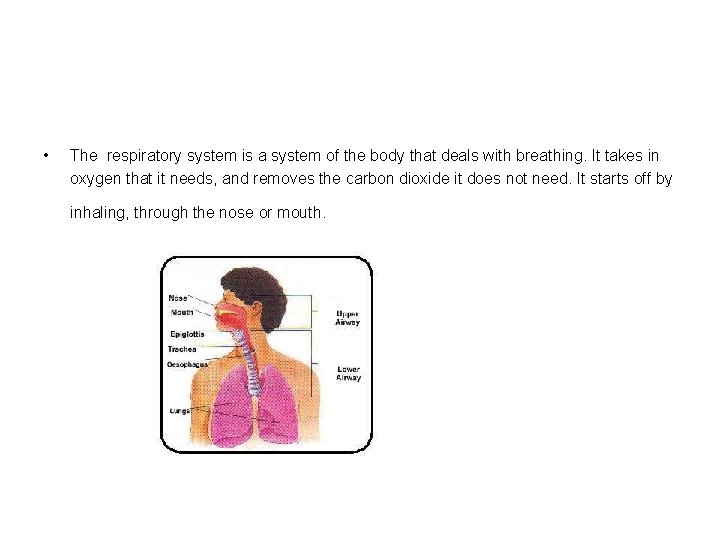  • The respiratory system is a system of the body that deals with