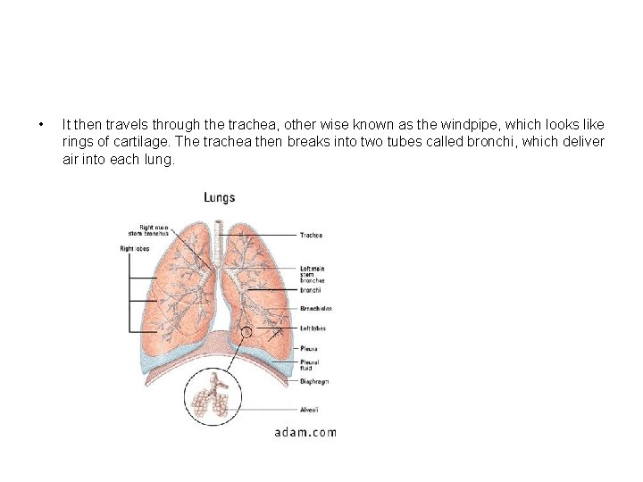  • It then travels through the trachea, other wise known as the windpipe,