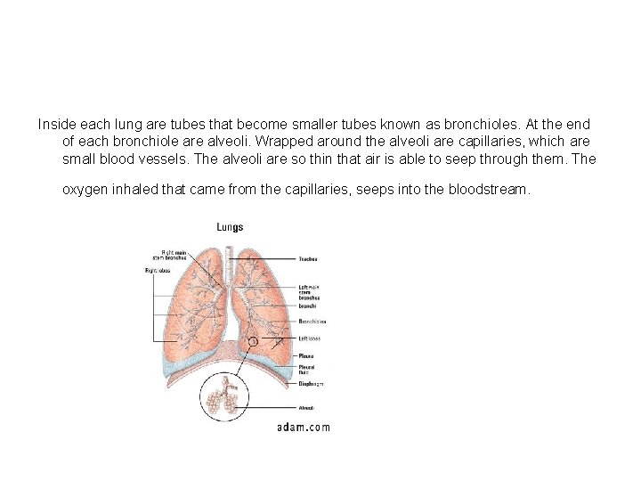 Inside each lung are tubes that become smaller tubes known as bronchioles. At the