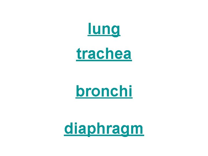 lung trachea bronchi diaphragm 