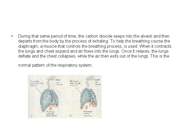  • During that same period of time, the carbon dioxide seeps into the