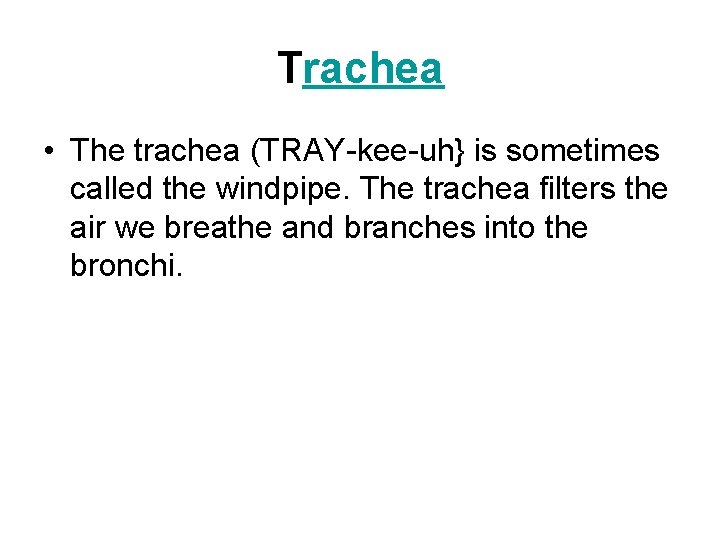 Trachea • The trachea (TRAY-kee-uh} is sometimes called the windpipe. The trachea filters the