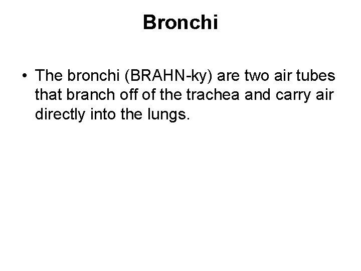 Bronchi • The bronchi (BRAHN-ky) are two air tubes that branch off of the