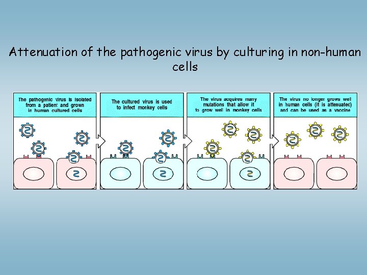 Attenuation of the pathogenic virus by culturing in non-human cells 