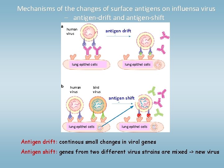 Mechanisms of the changes of surface antigens on influensa virus – antigen-drift and antigen-shift