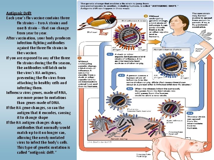 Antigenic Drift Each year’s flu vaccine contains three flu strains -- two A strains