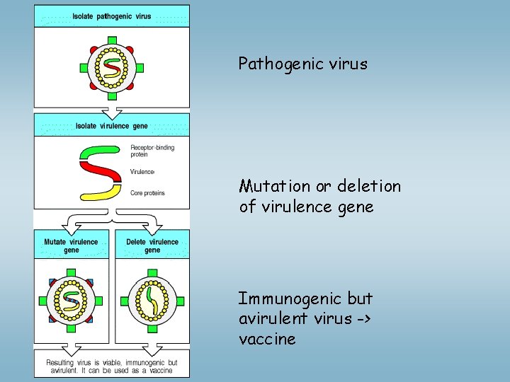 Pathogenic virus Mutation or deletion of virulence gene Immunogenic but avirulent virus -> vaccine