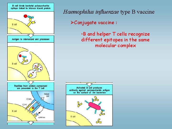 Haemophilus influenzae type B vaccine ØConjugate vaccine : • B and helper T cells