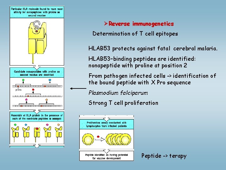 ØReverse immunogenetics Determination of T cell epitopes HLAB 53 protects against fatal cerebral malaria.