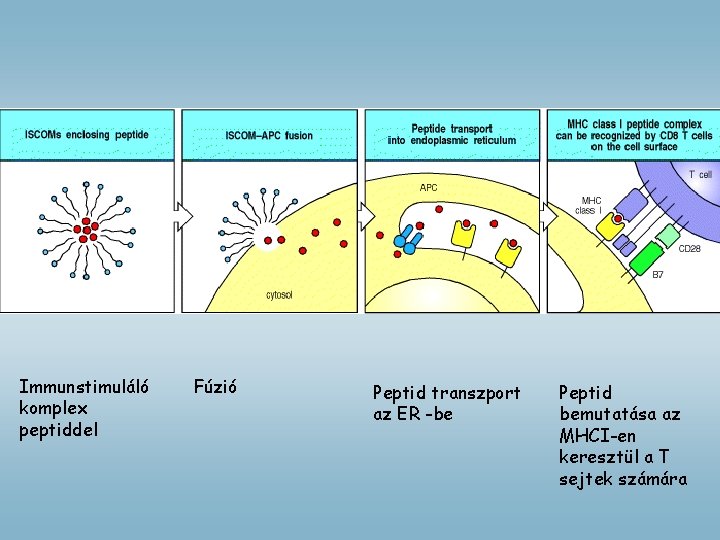 Immunstimuláló komplex peptiddel Fúzió Peptid transzport az ER -be Peptid bemutatása az MHCI-en keresztül