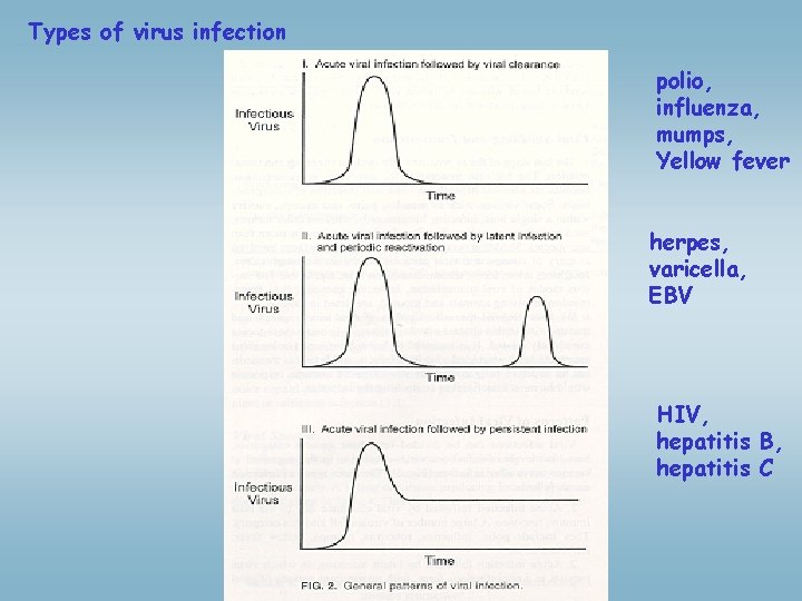 Types of virus infection polio, influenza, mumps, Yellow fever herpes, varicella, EBV HIV, hepatitis