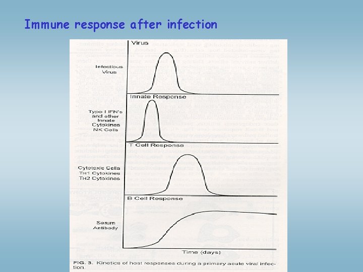 Immune response after infection 