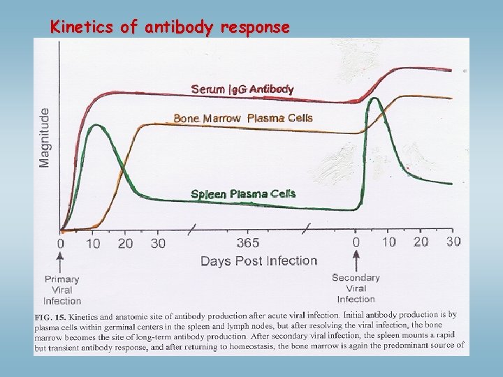 Kinetics of antibody response 