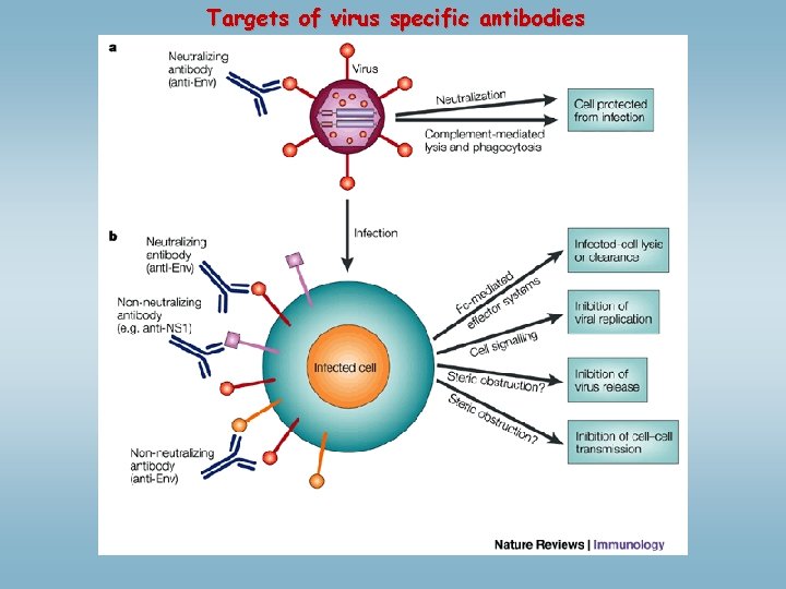 Targets of virus specific antibodies 