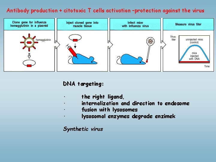 Antibody production + citotoxic T cells activation –protection against the virus DNA targeting: ·