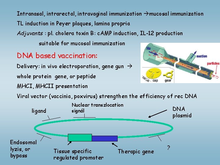 Intranasal, intrarectal, intravaginal immunization mucosal immunization TL induction in Peyer plaques, lamina propria Adjuvants