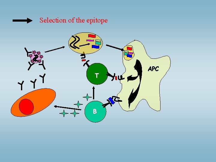 Selection of the epitope T B APC 