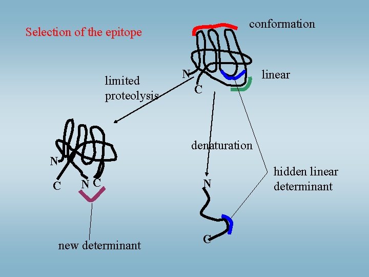 conformation Selection of the epitope limited proteolysis N linear C denaturation N C NC