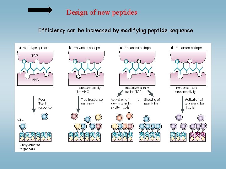 Design of new peptides Efficiency can be increased by modifying peptide sequence 