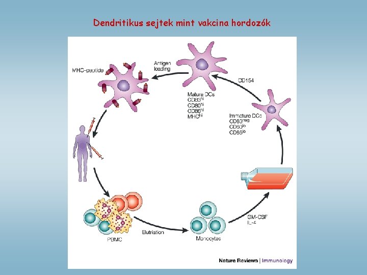 Dendritikus sejtek mint vakcina hordozók 