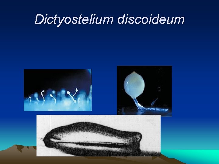 Dictyostelium discoideum 