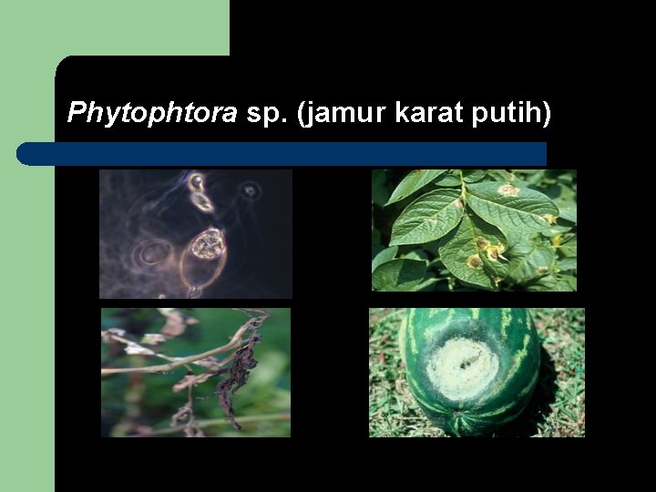 Phytophtora sp. (jamur karat putih) 