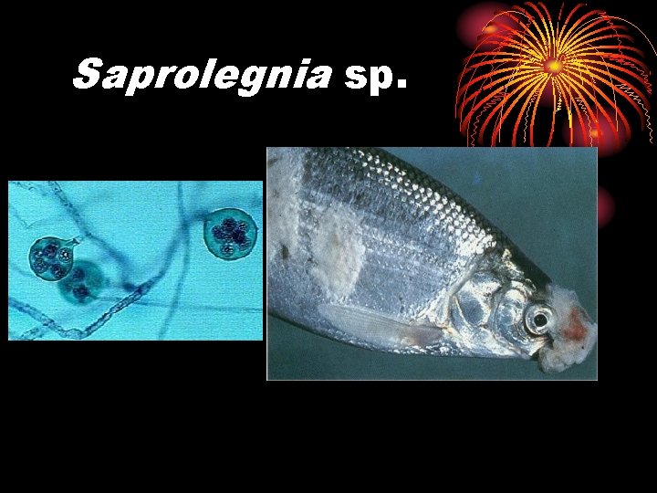 Saprolegnia sp. 